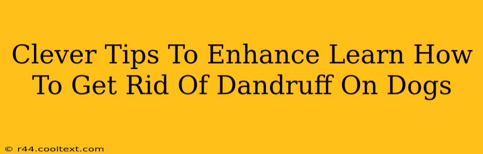 Clever Tips To Enhance Learn How To Get Rid Of Dandruff On Dogs