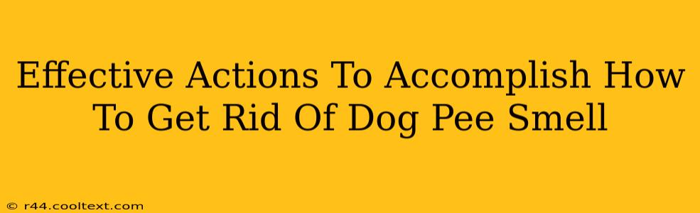 Effective Actions To Accomplish How To Get Rid Of Dog Pee Smell