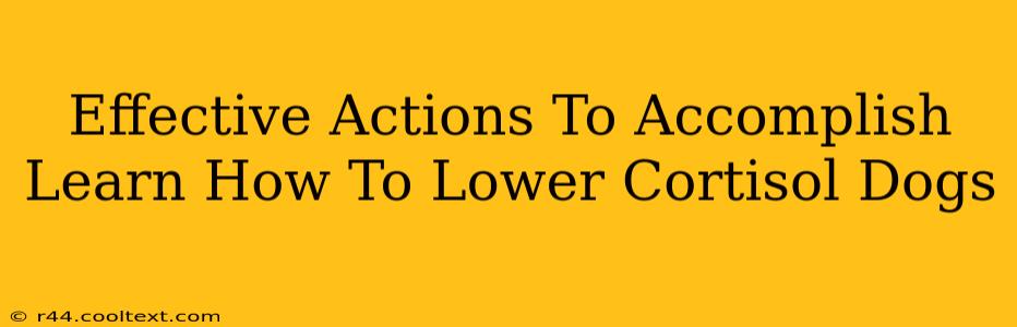 Effective Actions To Accomplish Learn How To Lower Cortisol Dogs