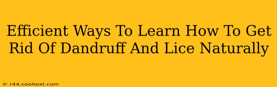 Efficient Ways To Learn How To Get Rid Of Dandruff And Lice Naturally