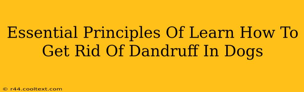 Essential Principles Of Learn How To Get Rid Of Dandruff In Dogs