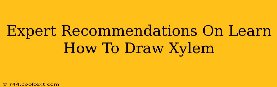 Expert Recommendations On Learn How To Draw Xylem