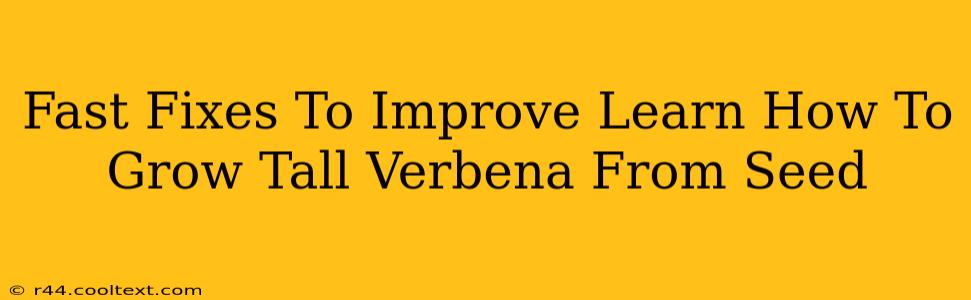 Fast Fixes To Improve Learn How To Grow Tall Verbena From Seed