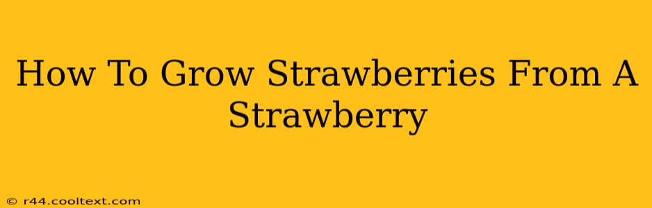 How To Grow Strawberries From A Strawberry