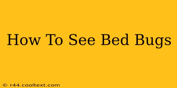 How To See Bed Bugs