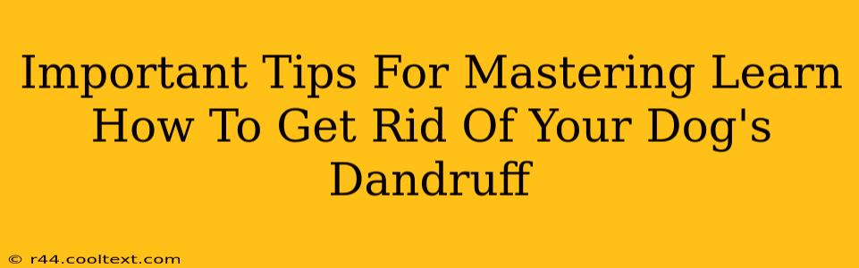 Important Tips For Mastering Learn How To Get Rid Of Your Dog's Dandruff