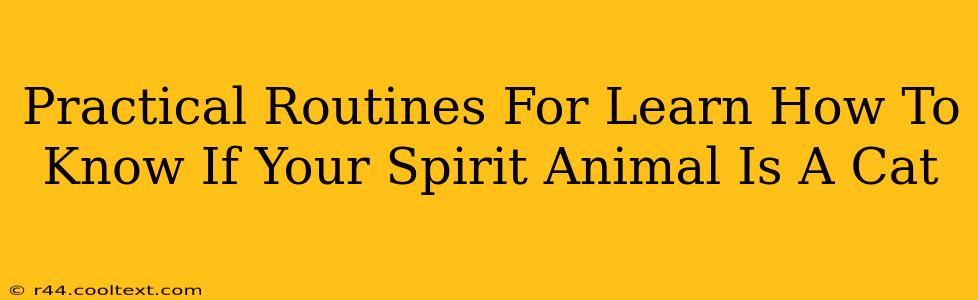 Practical Routines For Learn How To Know If Your Spirit Animal Is A Cat