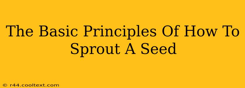 The Basic Principles Of How To Sprout A Seed