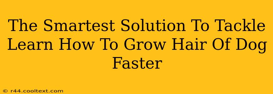 The Smartest Solution To Tackle Learn How To Grow Hair Of Dog Faster